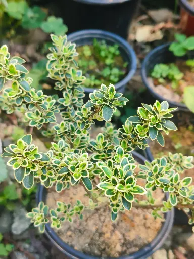 Snowrose plant