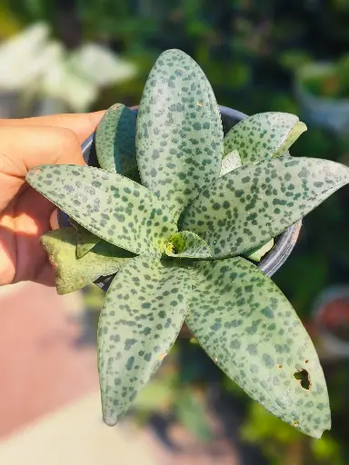 Ledebouria plant
