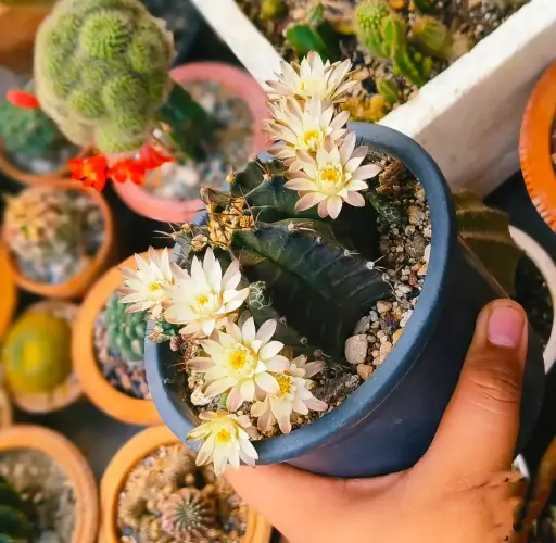 Gymnocalycium mihanovichii