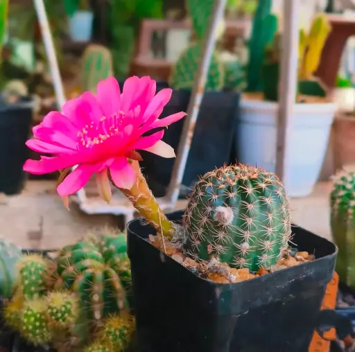 Lobivia hybrid pink