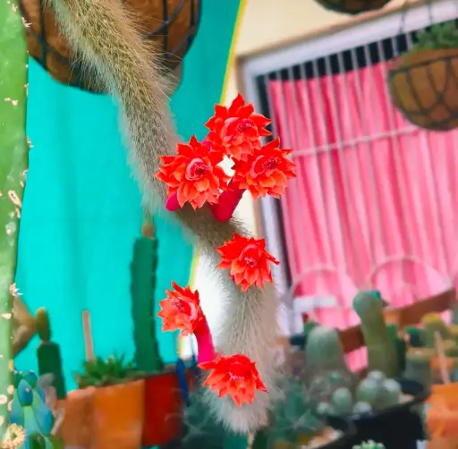 Cleistocactus colademononis | Monkey tail