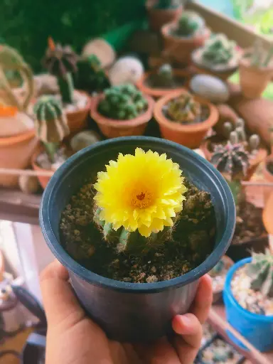 Parodia Ottonis