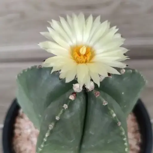 Astrophytum Myriostigma