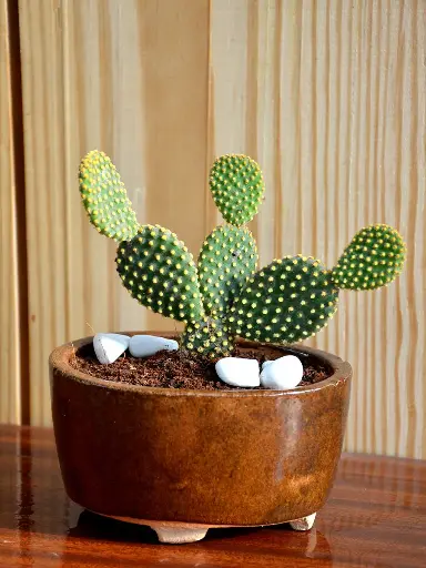 Bunny ears cactus