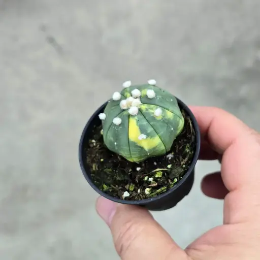 Astrophytum asterias veriegata
