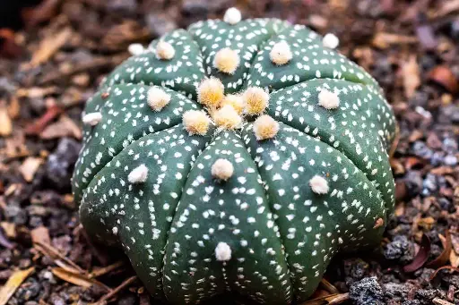 Astrophytum asterias dotted