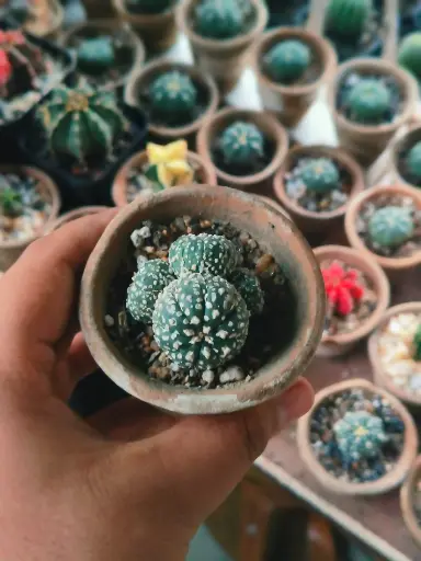 Astrophytum superkabotoo four headed