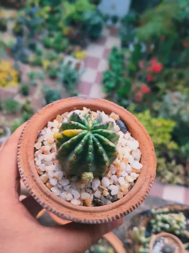 Echinopsis verigata