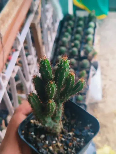 Cereus cristate