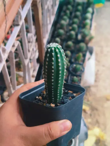 Echinopsis Subdenudata elongata