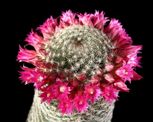 Mamillarria Spinossima