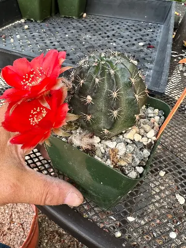 Lobivia red beauty